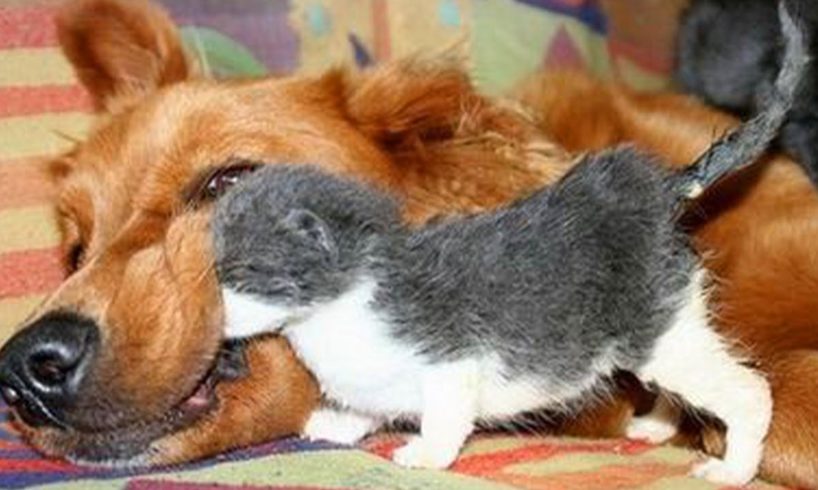 Dogs Who Love Their Kitten Since The Moment They Met - CATS AND DOGS Friendship