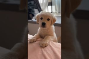 Don’t call me CUTE | Funny and adorable golden retriever puppy #cutepuppy #puppy dog #shorts