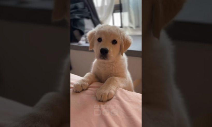 Don’t call me CUTE | Funny and adorable golden retriever puppy #cutepuppy #puppy dog #shorts