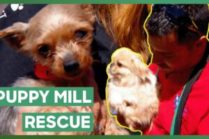 Dr. Jeff Offers Free Healthcare For Puppy Mill Rescues | Dr. Jeff: Rocky Mountain Vet