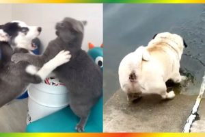[EP.40] Puppy and Kitten | Awesome Funny and cute puppies kittensㅣDog Cat Video Compilation CatDogTV