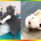 [EP.40] Puppy and Kitten | Awesome Funny and cute puppies kittensㅣDog Cat Video Compilation CatDogTV
