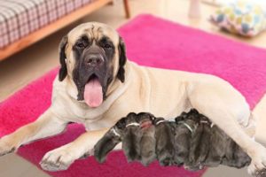 English mastiff dog giving birth to cute puppies for the first time