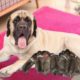 English mastiff dog giving birth to cute puppies for the first time