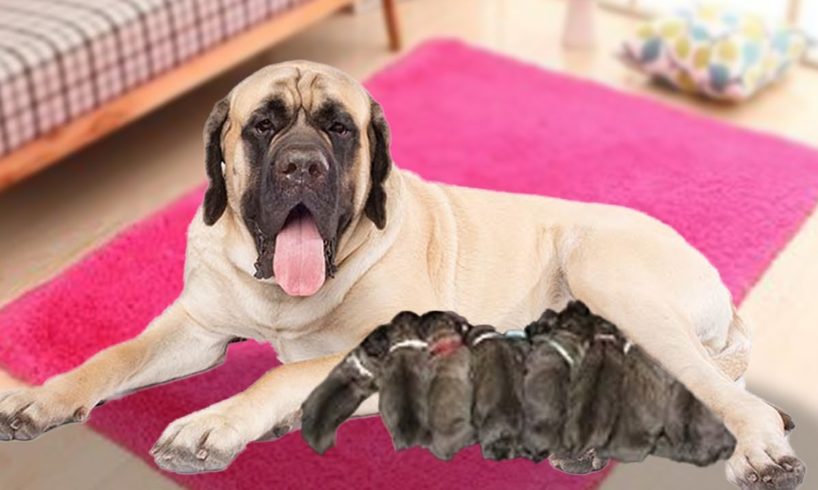English mastiff dog giving birth to cute puppies for the first time