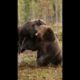Epic brown bear fight #shorts