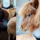Exciting day rescuing a beautiful mini horse and so much more | Lee Asher