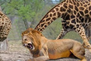 Extreme fight Lion vs Giraffe Wild Animals Attack