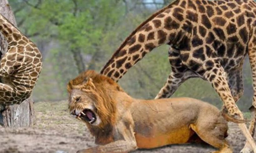 Extreme fight Lion vs Giraffe Wild Animals Attack