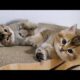 Family of British Shorthair kittens playing happily together|Cute Animals videos (20)