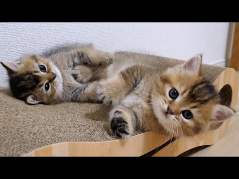 Family of British Shorthair kittens playing happily together|Cute Animals videos (20)
