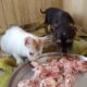 Feeding Rescue Animals/ How to Feed Newborn Puppies/ Puppy Rescue /Feeding Stray Animals