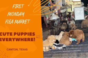 First Monday Flea Market, Canton, Texas | Dogs Section | Cute Puppies Everywhere!