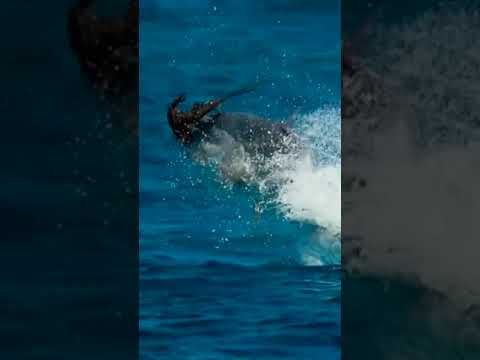 Fish Hunts Bird |Animal Fights