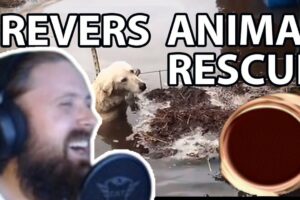 Forsen Reacts to Reverse animal rescue compilation