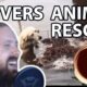 Forsen Reacts to Reverse animal rescue compilation