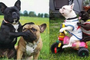 French Bulldog SOO Cute! Funny and Cute French Bulldog Puppies Compilation cute moment #1 2024