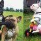French Bulldog SOO Cute! Funny and Cute French Bulldog Puppies Compilation cute moment #1 2024