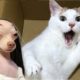 Funniest Cats And Dogs Videos 😁 - Best Funny Animal Videos 2024 🥰#5