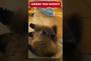 Funny and Cute Animals Shorts video compilation 😂😂😂 Try not to Laugh Caught on Camera Cat Ep186