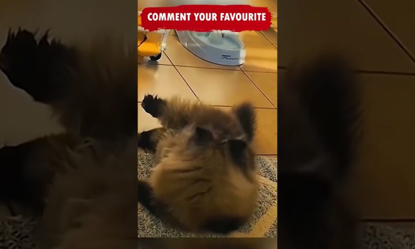 Funny and Cute Animals Shorts video compilation 😂😂😂 Try not to  Laugh Caught on Camera Cat Ep186