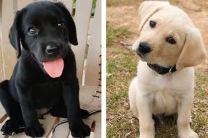 🐶 Funny and Cute Labrador Puppies Videos That Will Change Your Mood For Good | Cute Puppies