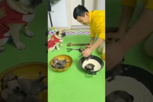 😆😂 Funny and Cute Pug Puppies #Funny puppy #Pug #ลูกสุนัขตลก #Shorts #363