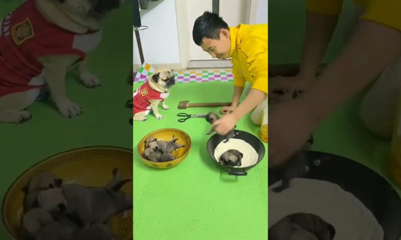 😆😂 Funny and Cute Pug Puppies #Funny puppy #Pug #ลูกสุนัขตลก #Shorts #363