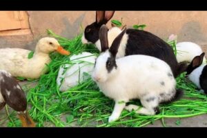 Funny and adorable Animals Cute Smart Bunnies playing With Ducks🍀🐇😍