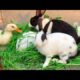Funny and adorable Animals Cute Smart Bunnies playing With Ducks🍀🐇😍