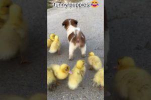 Funny and cute puppies😂😂😂 #viral