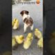 Funny and cute puppies😂😂😂 #viral