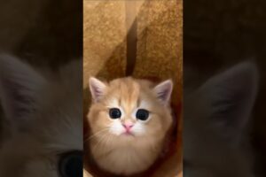 Funny & cute cats video #shorts  #catlover