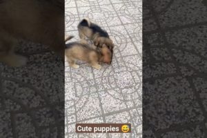 Funny video // Cute puppies #shorts #cute #pets