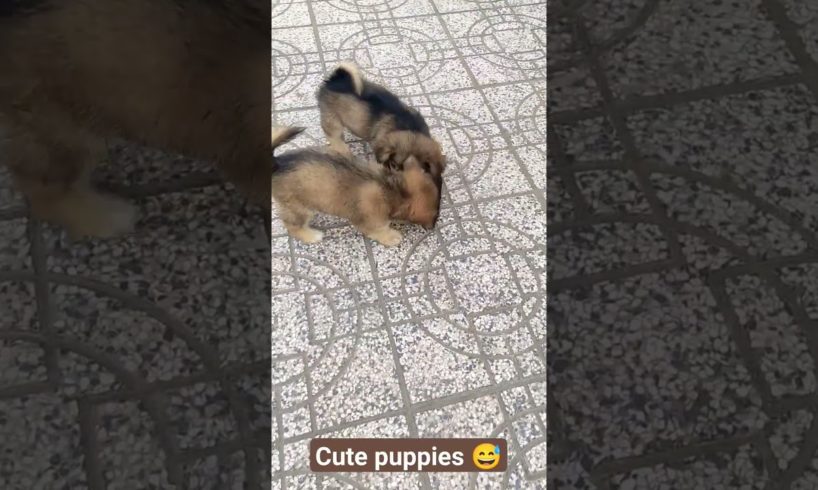 Funny video // Cute puppies #shorts #cute #pets