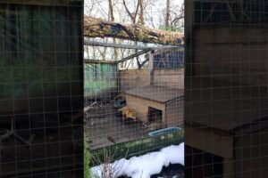 Furry Fun: Foxes Play at the Rescued Animal Home