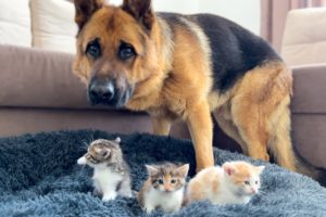 German Shepherd Shocked by Tiny Kittens occupying dog bed!