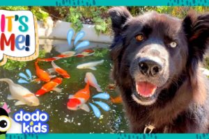 Get This Pup Out Of The Fish Pond! 🐟 | Dodo Kids | It's Me!