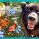 Get This Pup Out Of The Fish Pond! 🐟 | Dodo Kids | It's Me!