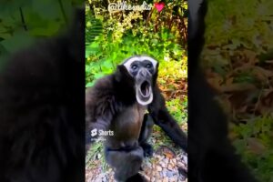 Gibbon monkey sounds 👍#animalssounds #animals 👍 #gibbonmonkey listen to gibbon