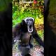 Gibbon monkey sounds 👍#animalssounds #animals 👍 #gibbonmonkey listen to gibbon