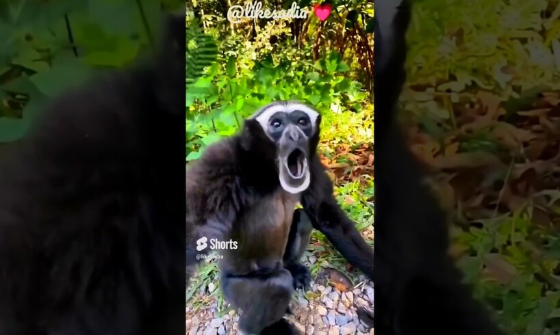 Gibbon monkey sounds 👍#animalssounds #animals 👍 #gibbonmonkey listen to gibbon