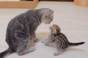 “Go to sleep! A cute kitten who rebels against his mother and attacks her, only to get hit back.