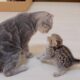 “Go to sleep! A cute kitten who rebels against his mother and attacks her, only to get hit back.