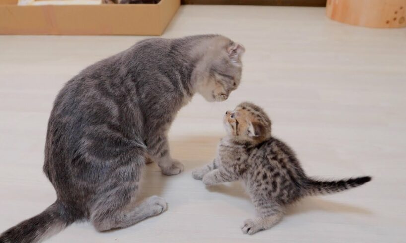 “Go to sleep! A cute kitten who rebels against his mother and attacks her, only to get hit back.