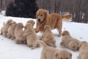 Golden Retriever Plays With Her Puppies | Puppy Pile