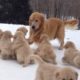Golden Retriever Plays With Her Puppies | Puppy Pile