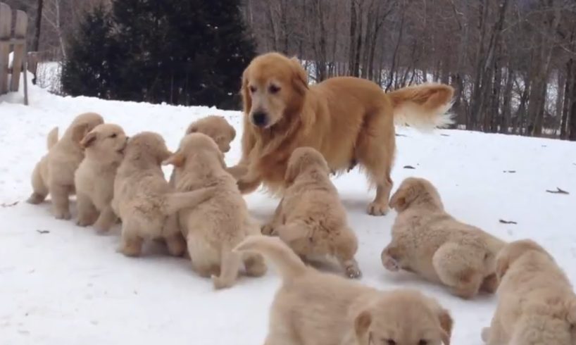 Golden Retriever Plays With Her Puppies | Puppy Pile