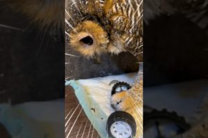 Good Job Bibib 👍 #funnyvideo #animals #funny #owl #pets #cute #cuteanimals #funnyanimals