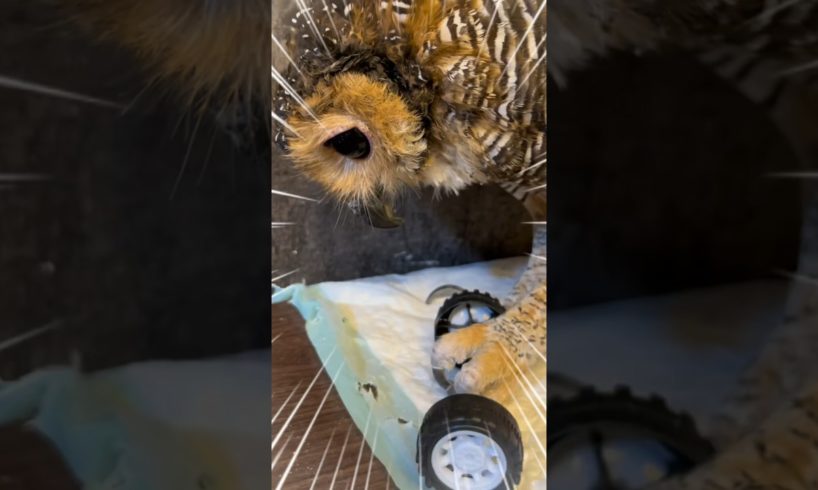 Good Job Bibib 👍 #funnyvideo #animals #funny #owl #pets #cute #cuteanimals #funnyanimals